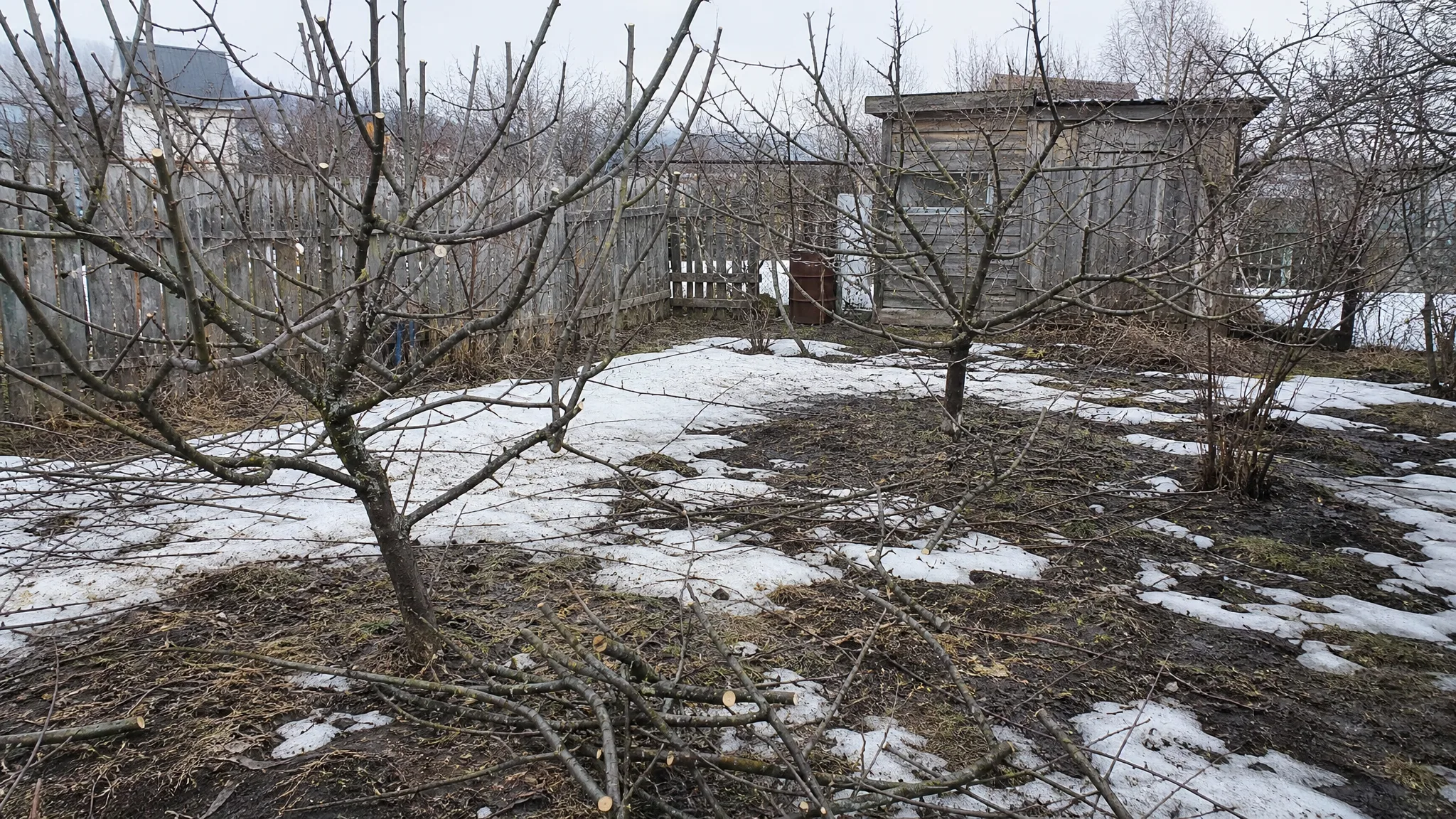 Обрезка плодовых деревьев в апреле с остатками снега вокруг